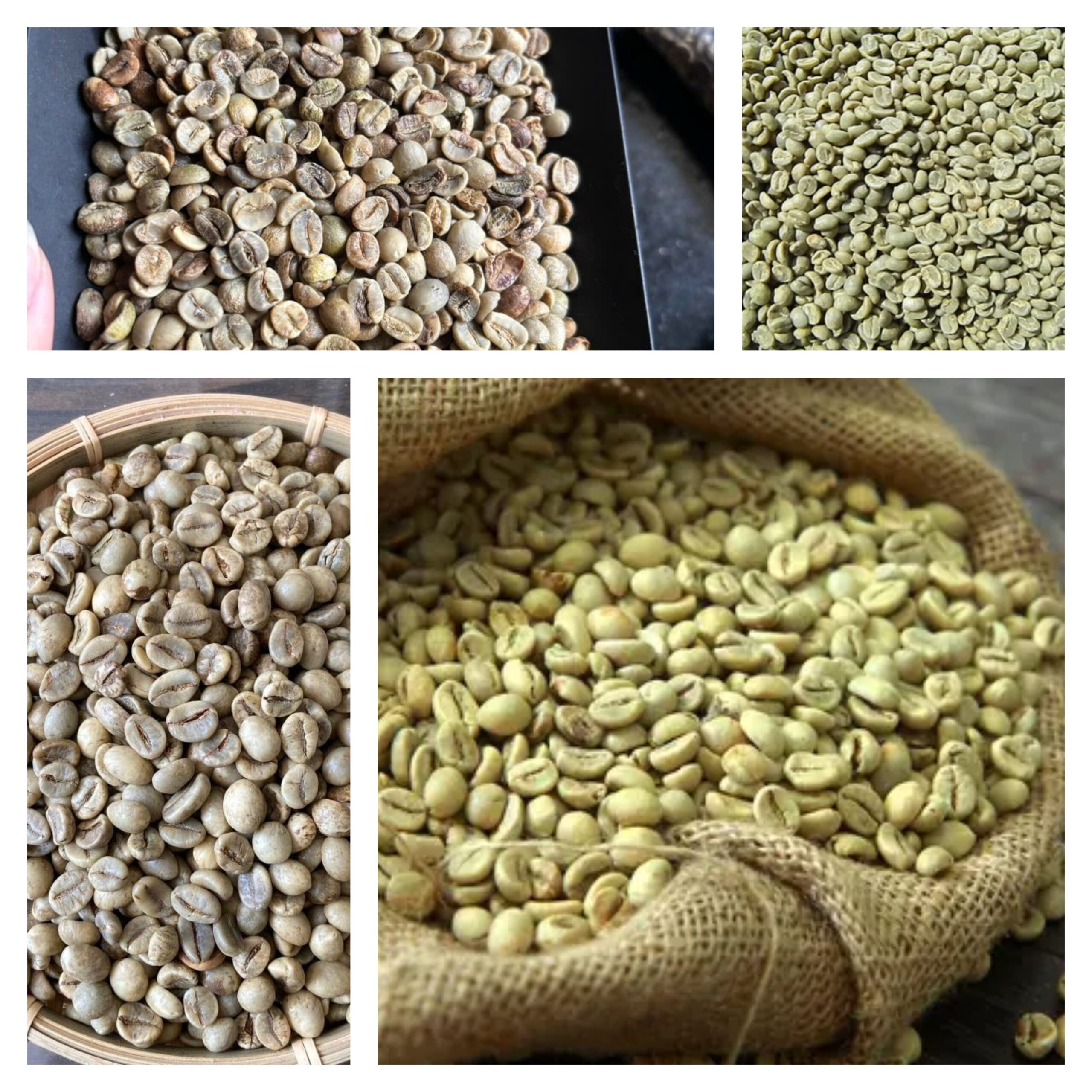 Arabica Coffee beans kenyan